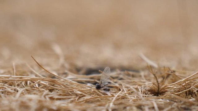 Wind blowing on dead insect on dry grass, selective focus, blurred background
