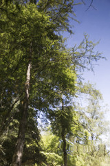 Forest Nature Reflection