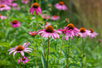 ピンク色のエキナセアの花