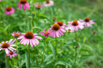 ピンク色のエキナセアの花