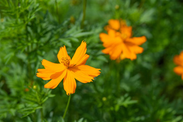オレンジ色のキバナコスモスの花