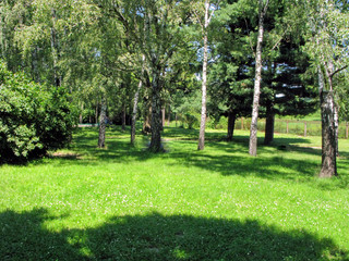 a birch grove with a meadow in the foreground