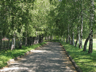 Fototapeta na wymiar beautiful birch alley on a sunny day