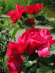 Four flowers of a red rose with juicy green leaves