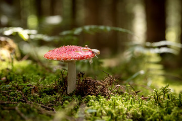Roter Fliegenpilz im Wald, Giftpilz Amanita muscaria