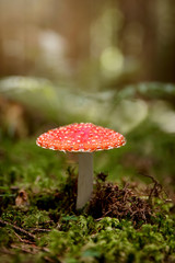 Amanita muscaria, roter Fliegenpilz steht im Wald, Gift und Giftpilze