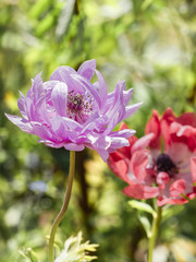 flowers anemones in the garden