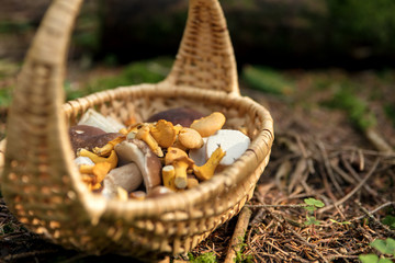 Korb im Wald, Waldpilze Pfifferlinge und Steinpilze