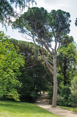 Russia, the Republic of Crimea, the city of Alupka. 06/09/2018: The Italian pine. Pinus pinea in the Vorontsov park