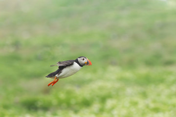 Atlantic Puffin (Fratercula arctica)  in flight