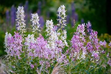 Fototapeta premium Small field inflorescences with white and pink petals on a high green stalk