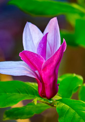 High light purple flower petals are preparing to blossom. With green leaves on a thin stem.