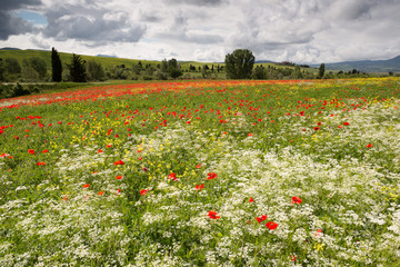 Poppies and wildflowers in Tuscany