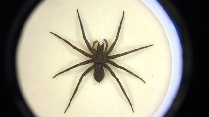 macro photo of a spider