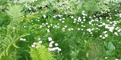 flower glade