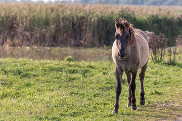 A konik horse standing in Oostvaardersplassen in the Netherlands © Catstyecam