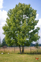 Ash tree on a meadow in Masovian Voivodeship of Poland