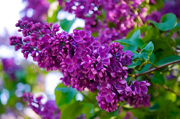 A branch of lilac with small purple flowers bloomed on it