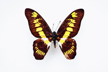 Close up on a Graphium latreillianus - Coppery swordtail butterfly isolated on white background