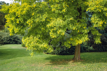 Robinia pseudoacacia tree, variety called Frisia Golden in Swiss Garden in Old Warden Park,...