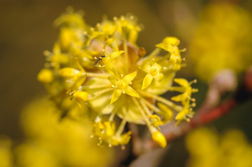 Close up on a yellow flowers of Cornus mas plant, commonly known as Cornelian cherry