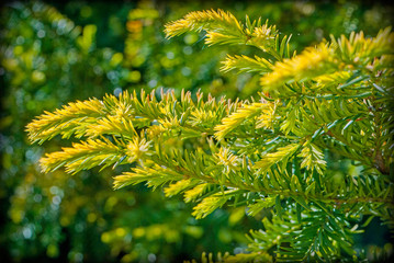 Branches of a coniferous tree with a huge number of small green needles