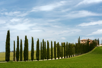 Cypress trees and villa