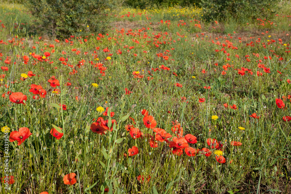 Wall mural Poppies