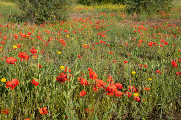 Poppies