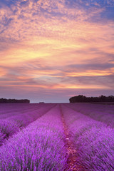 Obraz na płótnie Canvas Summer lavender sunset
