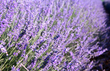 Lavender closeup