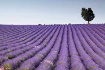 Obraz na płótnie Canvas Fields of Provence
