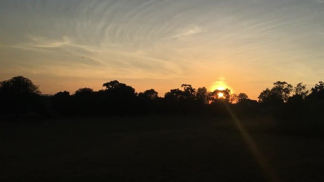 Sunset with bird flying across