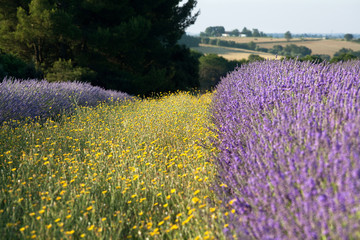 Yellow and purple in France