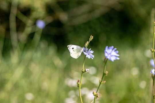 flower with butterfly