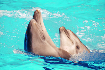 cheerful and smiling dolphins perform in the pool