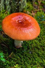 Mushroom with a white foot and a huge orange-brown hat on a background of green grass