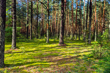 Green forest glade against the backdrop of a huge pine in the rays of a bright summer sun...