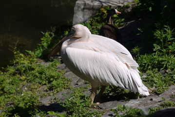 A white pearl with a wild duck on a cliff near the lake
