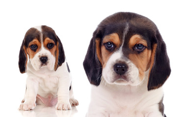 Two beautiful beagle puppies