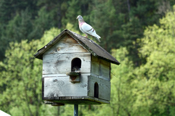 Pigeon house