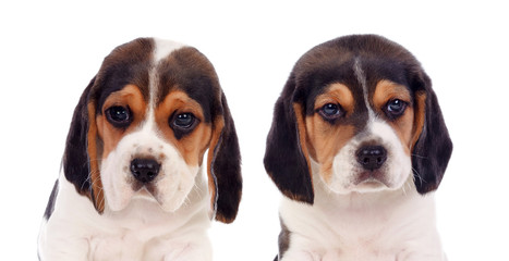 Two beautiful beagle puppies