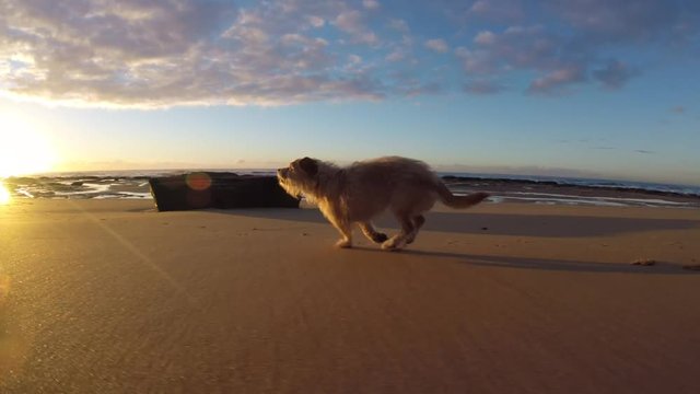 Cute dog terrier cross running and playing on beach at sunrise slow motion
