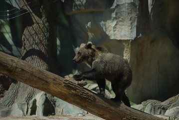 A small cute little bear scrambles on a wooden beam against the backdrop of his home in the zoo