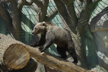 A funny bear scrambles on a wooden bar in the zoo's castle