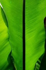 water drops on green leaf (Bird's nest fern), abstract natural texture background