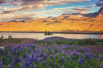 Beautiful summer landscape, sunset over the mountains and flowering valley with blue lupine flowers, Iceland countryside