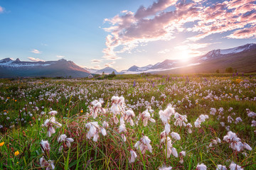 Beautiful summer landscape, sunset over the mountains and flowering valley with pretty white cotton grass, Iceland countryside