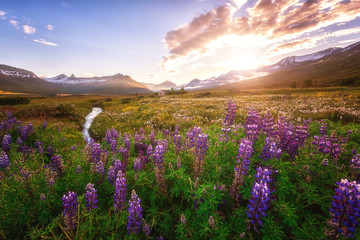 Beautiful summer landscape, sunset over the mountains and flowering valley with violet lupine flowers, Iceland countryside