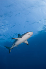 Reef Shark bottom view with open mouth in blue water